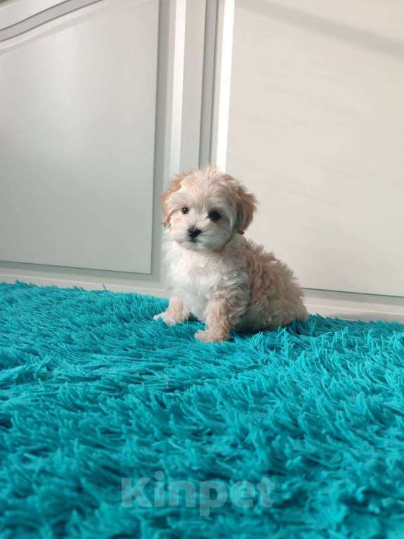 Собаки в Мытищах: Мальтипу F1 Мальчик, 90 000 руб. - фото 5