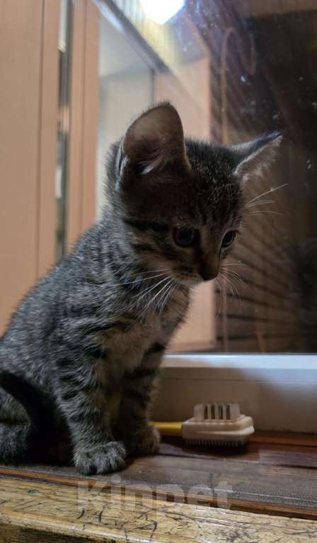 Кошки в Волгограде: Котенок в добрые руки Мальчик, Бесплатно - фото 2