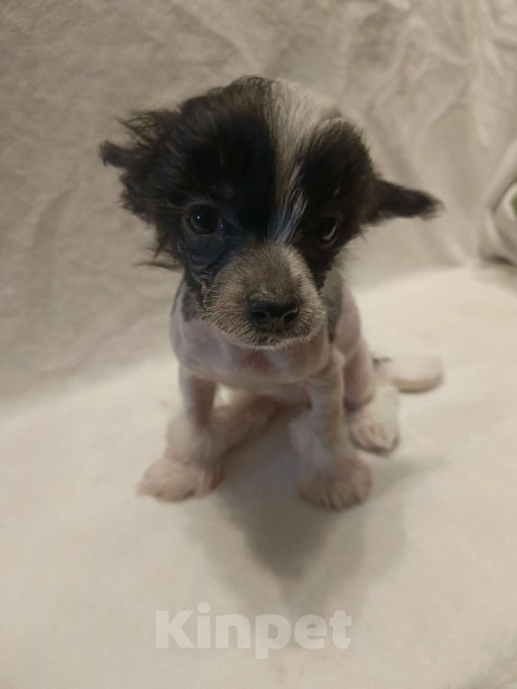 Собаки в Санкт-Петербурге: Китаечка мини Девочка, 50 000 руб. - фото 5