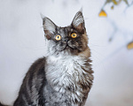 Кошки в Королеве: Котенок помета А; Мейн кун. Аякс. Мальчик, 50 000 руб. - фото 7