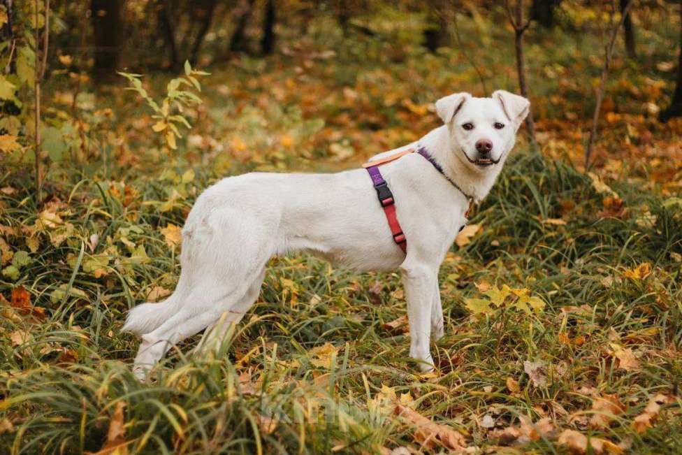 Собаки в Москве: Ума ищет дом Девочка, Бесплатно - фото 7