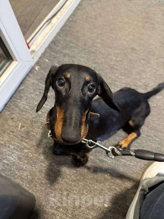 Собаки в Казани: Продам собаку в связи с переездом  Мальчик, 15 000 руб. - фото 6