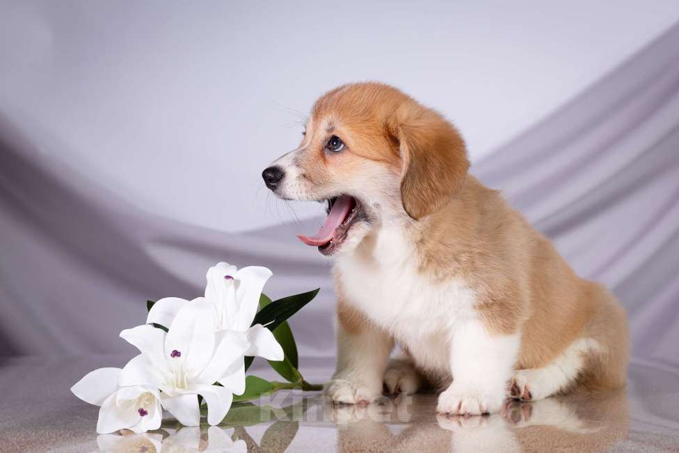 Собаки в Москве: Продам щенка вельш корги пемброк Девочка, 70 000 руб. - фото 3