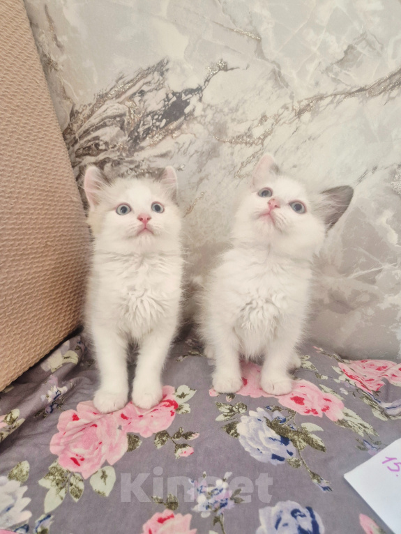 Кошки в Москве: Рэгдолл котяткт Мальчик, 60 000 руб. - фото 1