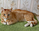 Кошки в Одинцово: рыжий кот Лучик ищет дом Мальчик, Бесплатно - фото 1