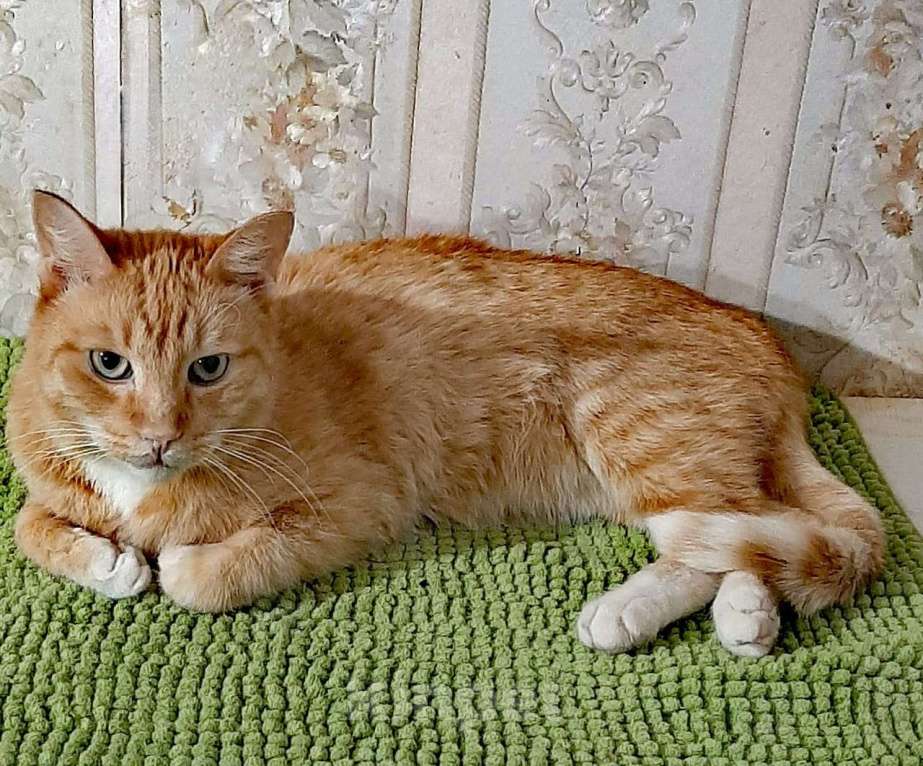Кошки в Одинцово: рыжий кот Лучик ищет дом Мальчик, Бесплатно - фото 1