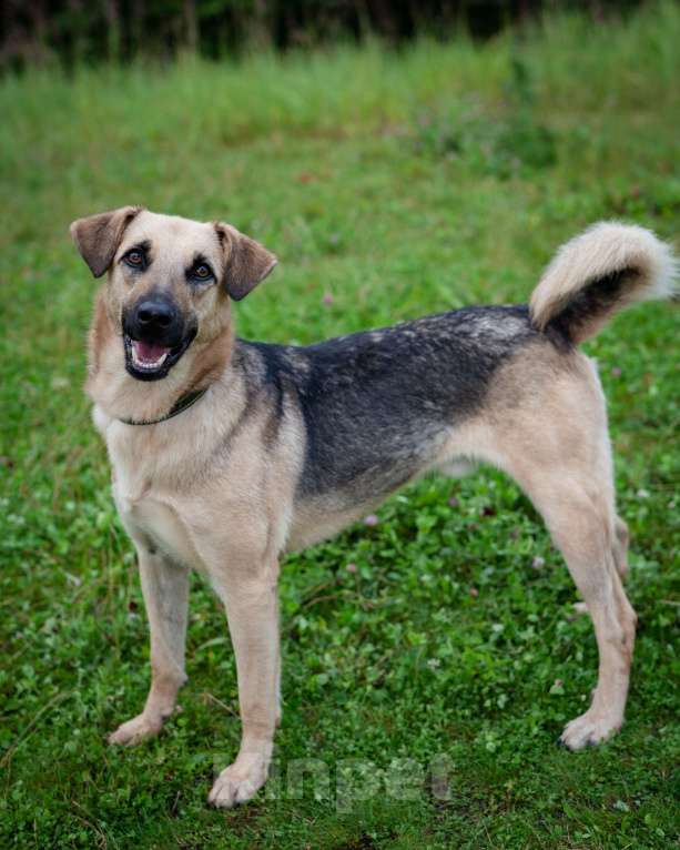 Собаки в Солнечногорске: Восхитительный парень с проникновенным взглядом Мальчик, Бесплатно - фото 4