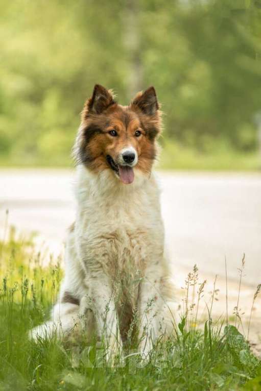 Собаки в Москве: Леся, Лисичка, девочка, 2 года, путешественница и умница! Девочка, Бесплатно - фото 2