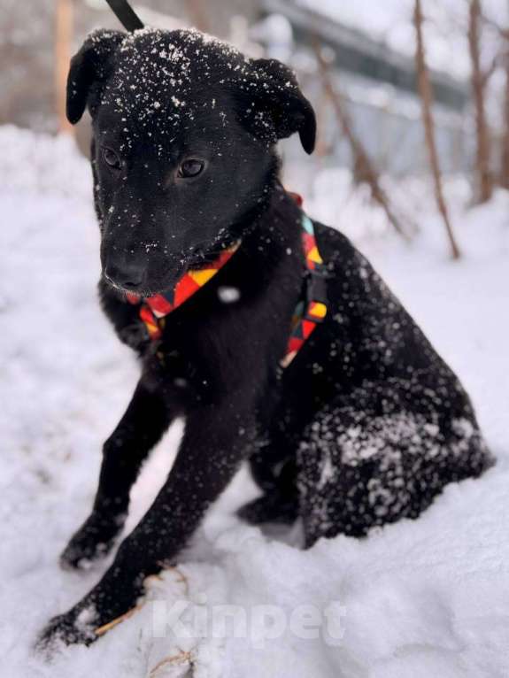 Собаки в Уфе: Щенок Мальчик, 300 руб. - фото 2