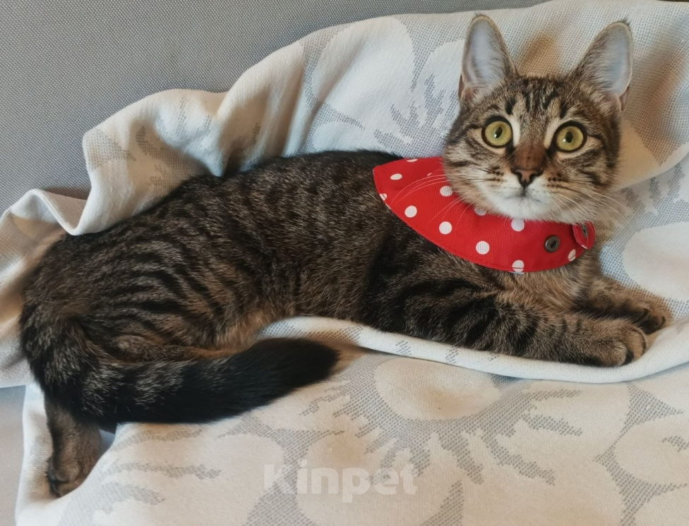 Кошки в Москве: Котенок Габи 4.5 мес ищет маму Девочка, Бесплатно - фото 3