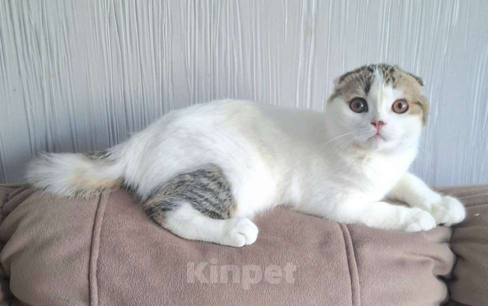 Кошки в Ярославле: Шотландский вислоухий короткошерстный малыш Мальчик, 25 000 руб. - фото 4