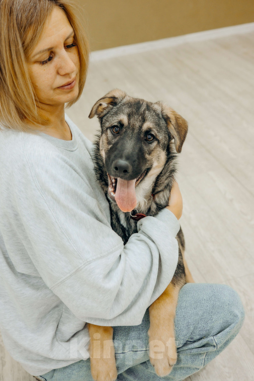 Собаки в Москве: Щенки бесплатно в Москве Мальчик, Бесплатно - фото 5