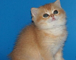 Кошки в Москве: Золотая шиншилла Мальчик, 40 000 руб. - фото 2