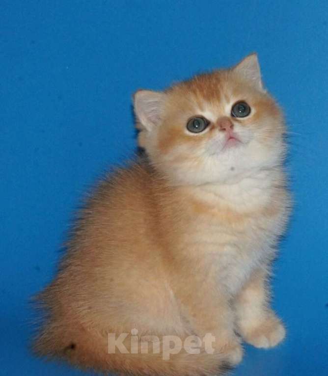 Кошки в Москве: Золотая шиншилла Мальчик, 40 000 руб. - фото 2