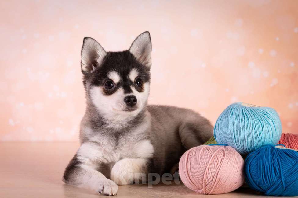 Собаки в других городах Московской области: Очаровательная малышка той размера Девочка, 400 000 руб. - фото 2