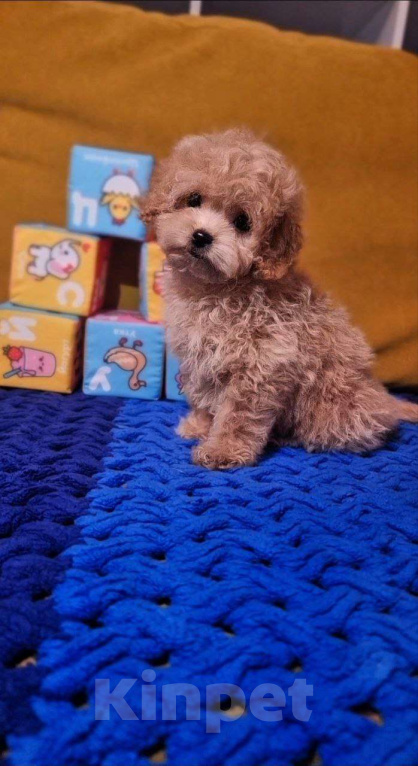 Собаки в Мытищах: Пушон Бетти Девочка, 80 000 руб. - фото 1