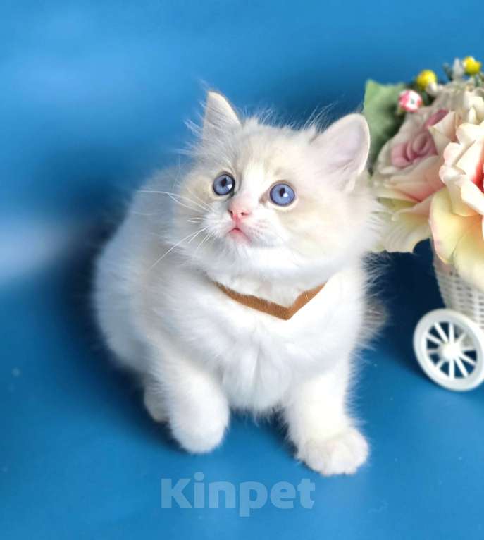 Кошки в других городах Тульской области: IRBIS Casteldolls  Мальчик, Бесплатно - фото 2