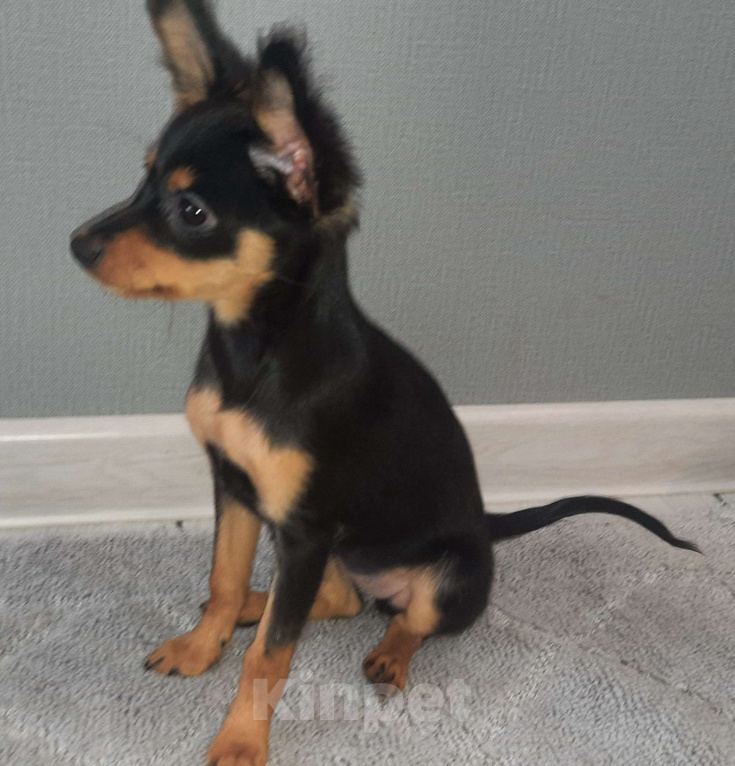 Собаки в Новосибирске: Девочка Урсулина Девочка, 69 000 руб. - фото 2