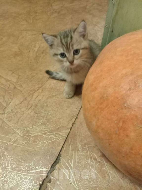 Кошки в Брянске: Котята британцы Мальчик, Бесплатно - фото 2