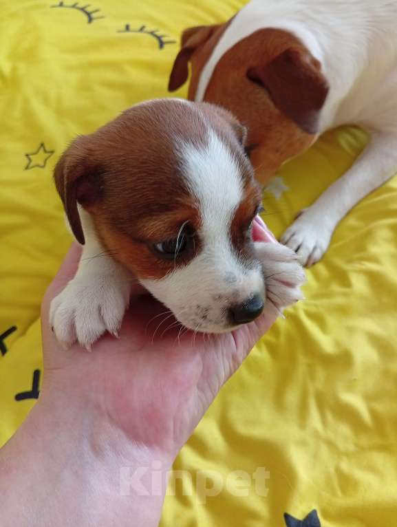 Собаки в Ижевске: Миленькая девочка Девочка, 18 000 руб. - фото 2