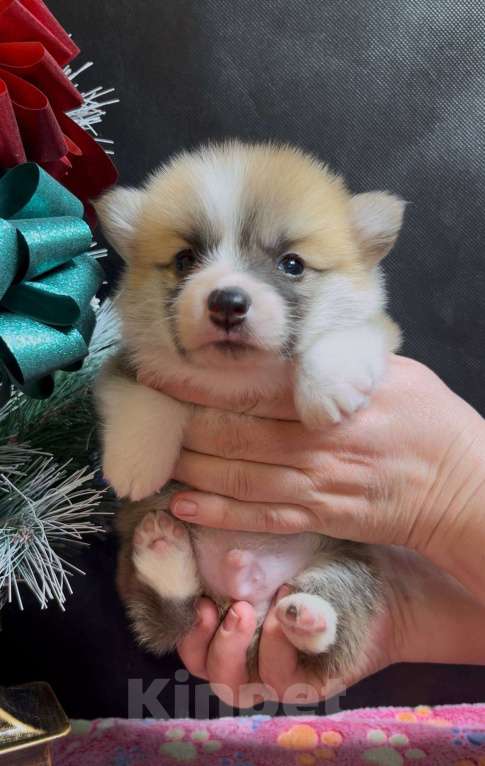 Собаки в других городах Московской области: Вельш корги пемброк чудесный мальчик  Мальчик, 60 000 руб. - фото 4