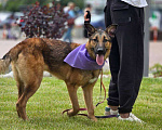 Собаки в Москве: Макс из приюта ищет дом  Мальчик, Бесплатно - фото 1