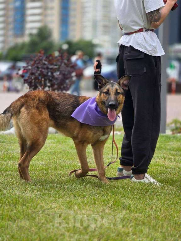 Собаки в Москве: Макс из приюта ищет дом  Мальчик, Бесплатно - фото 1