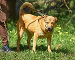 Собаки в Обнинске: Самая необычная собака Девочка, Бесплатно - фото 3