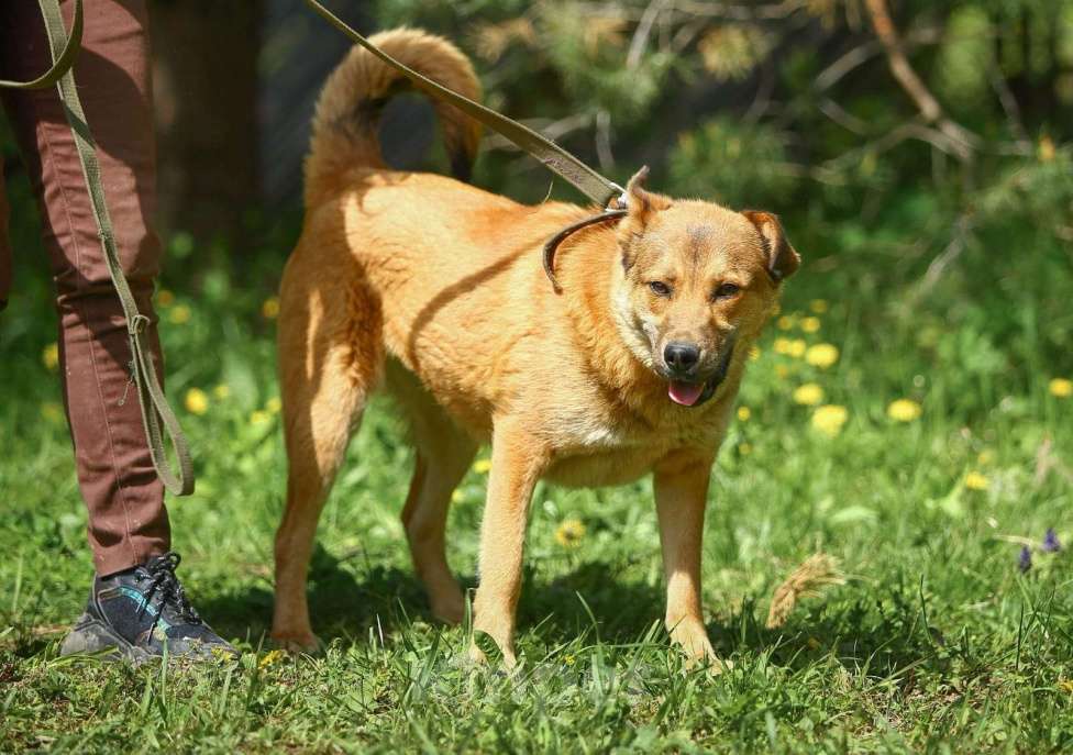 Собаки в Обнинске: Самая необычная собака Девочка, Бесплатно - фото 3