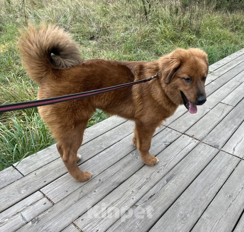 Собаки в Ярославле: Банхар щенок Девочка, Бесплатно - фото 3