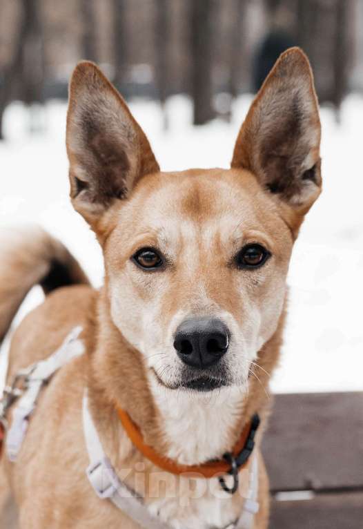 Собаки в Москве: Бемби ждет свою семью Девочка, Бесплатно - фото 1
