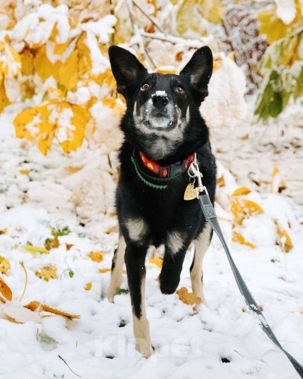 Собаки в Москве: Я Стеша :) Ищу тебя! Девочка, Бесплатно - фото 10