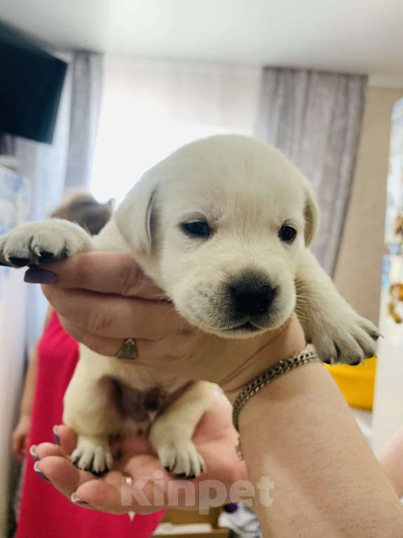 Собаки в Челябинске: Свободны к бронированию , маленькие комочки счастья !Все документы, клеймо ! Метрики ! Чипы. Разнополые, 65 000 руб. - фото 2