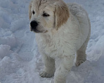 Собаки в других городах Челябинской области: Золотистый ретривер Мальчик, 90 000 руб. - фото 3