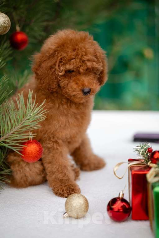 Собаки в других городах Краснодарского края: Щенок той пуделя Мальчик, 80 000 руб. - фото 6