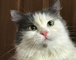 Кошки в Всеволожске: красавица Ассоль, Бесплатно - фото 1