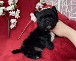 Собаки в Москве: Чёрный йорк мальчик стандарт бэби фейс Мальчик, 80 000 руб. - фото 8