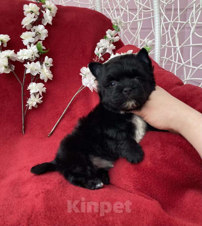 Собаки в Москве: Чёрный йорк мальчик стандарт бэби фейс Мальчик, 80 000 руб. - фото 8