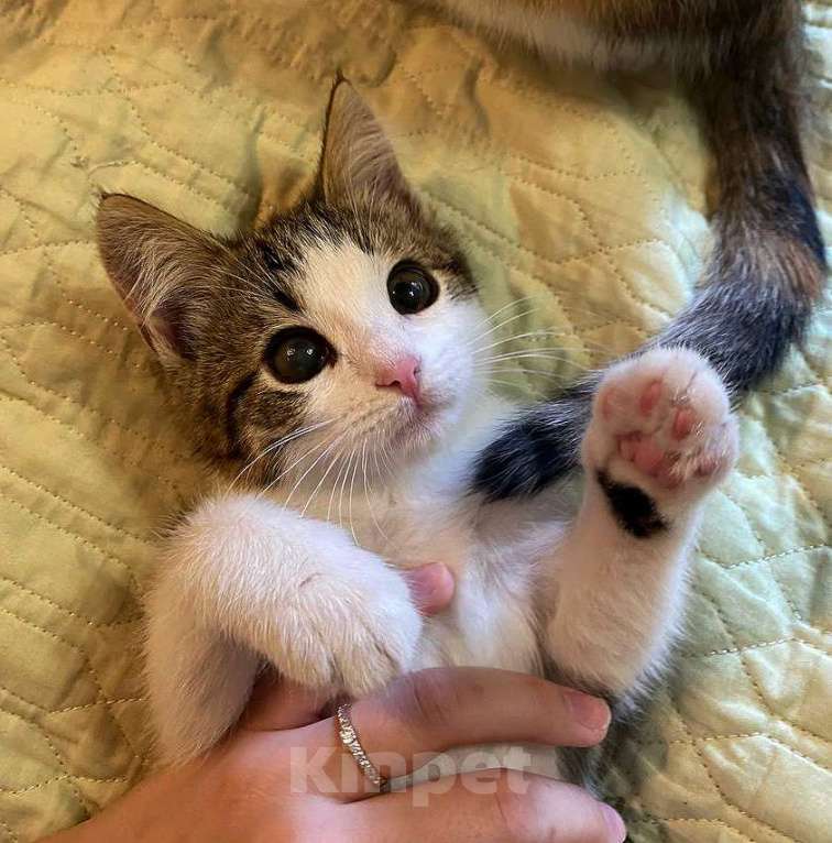 Кошки в Москве: Котенок-девочка, 2,5 месяца Девочка, 1 000 руб. - фото 4
