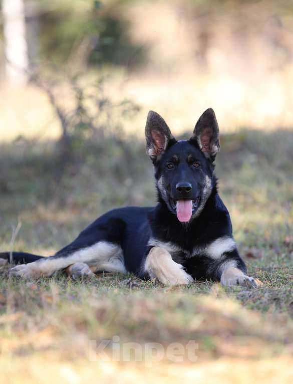 Собаки в Тарусе: Щенки восточноевропейской овчарки  Девочка, 50 000 руб. - фото 5