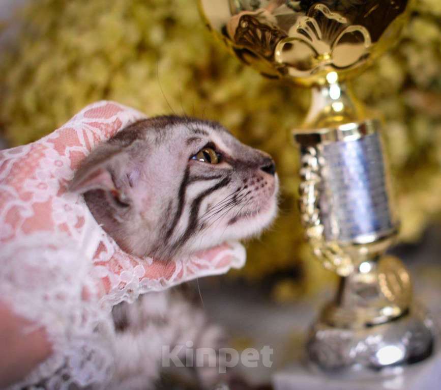 Кошки в Москве: бенгальский котенок серый серебро сильвер-дым Мальчик, 45 000 руб. - фото 2