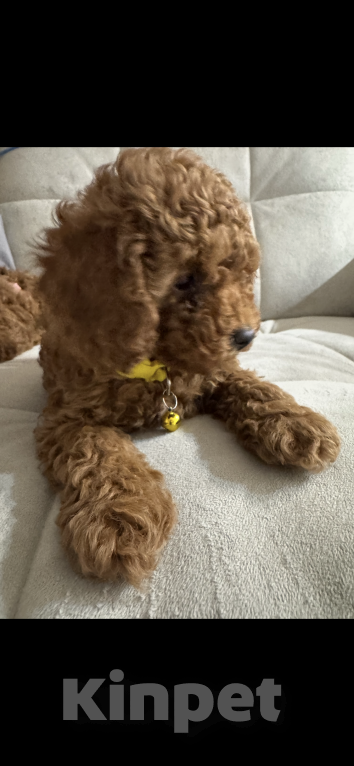 Собаки в Москве: Той пуделята♥️ Мальчик, 60 000 руб. - фото 4