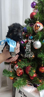 Щенки немецкой ДШ овчарки. 