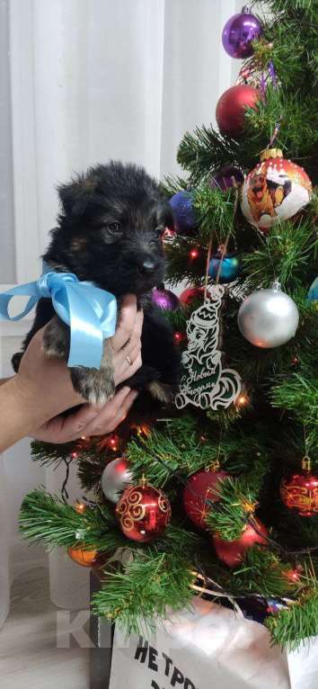 Собаки в Москве: Щенки немецкой ДШ овчарки.  Девочка, 60 000 руб. - фото 1