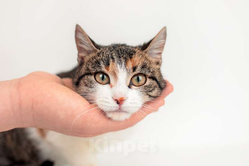 Кошки в Москве: Трехцветный котенок Муся в добрые руки Девочка, Бесплатно - фото 5