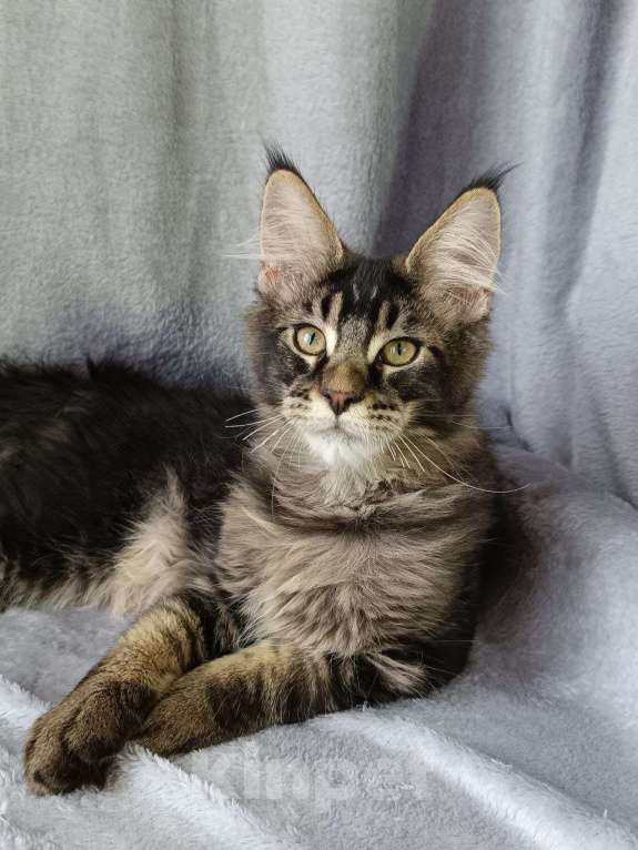 Кошки в Анапе: Мальчик Мейн-кун Мальчик, 45 000 руб. - фото 3