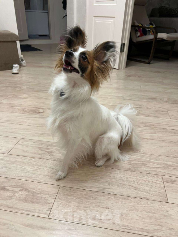 Собаки в Москве: Лапочка Папийон Девочка, 55 000 руб. - фото 3