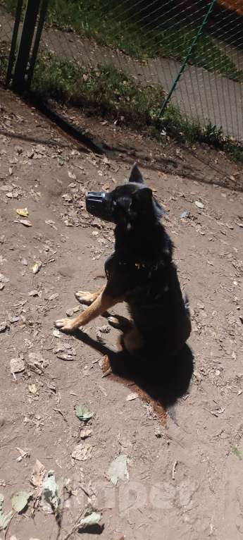 Собаки в Москве: Девочка Хлоя 5 лет Девочка, Бесплатно - фото 5