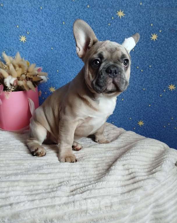 Собаки в Москве: Французский бульдог Мальчик, 60 000 руб. - фото 4
