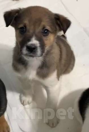 Собаки в Липецке: Щенки из приюта ищут дом Девочка, Бесплатно - фото 6